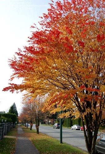 P9 GRUJECZNIK JAPOŃSKI MIODODAJNY zdjęcie 1