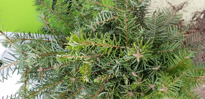 Jodła Olbrzymia Abies Grandis SADZONKI 3lata GK 30-60cm zdjęcie 3