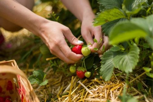 SZKLARNIA OGRODOWA POLIWĘGLAN DOMEK 1,9x1,95m 3,61m2 OCHRONA UV na Arena.pl