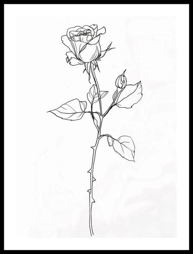 Plakat 40x55cm Kontur Róży na Arena.pl
