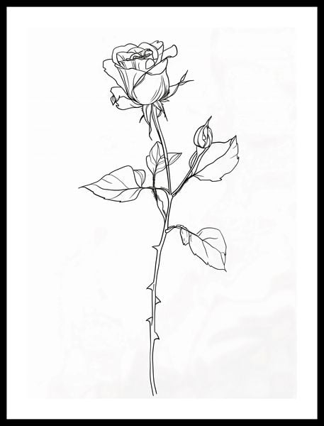 Plakat 40x55cm Kontur Róży zdjęcie 3