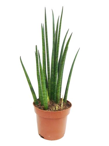 SANSEWIERIA BACULARIS MIKADO 40cm na Arena.pl
