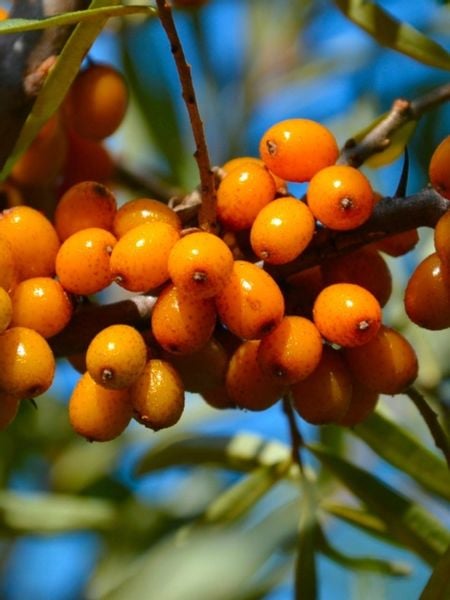 Sok z rokitnika 100% naturalny prozdrowotny 5L zdjęcie 2