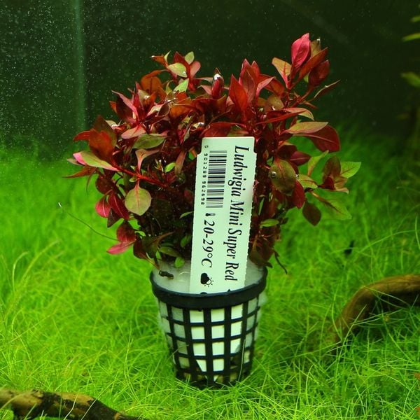 Rośliny do akwarium Ludwigia Mini Super Red XL zdjęcie 2