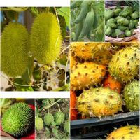 Ogórek Ozdobny Mix Kolce Egzotyczne Długie Pędy Taras Balkon Cucumis Sp.