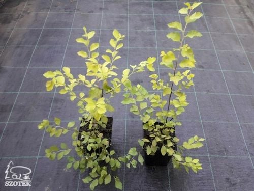 Tawuła van Houtte'a GOLD FOUNTAIN Białe kwiaty Sadzonki w doniczkach C2 na Arena.pl