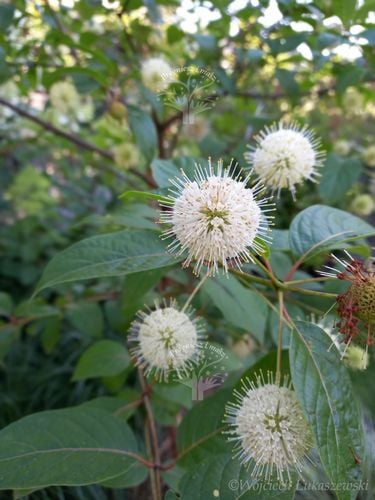 Guzikowiec zachodni - Cephalanthus occidentalis na Arena.pl