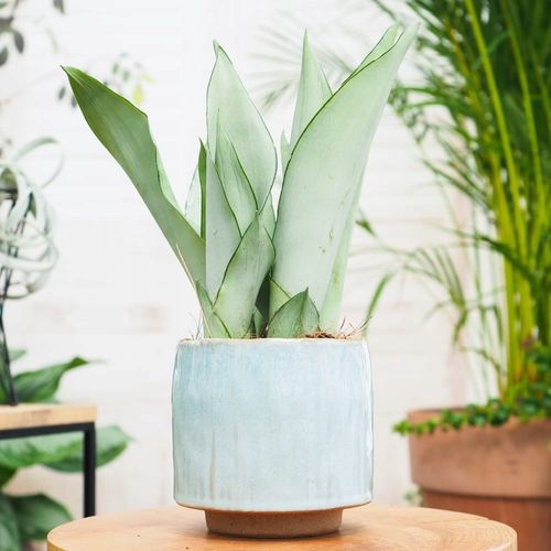 Sansevieria'Moonshine' KSIĘŻYCOWA PIĘKNOŚĆ -Sansewieria Wytrzymały Sukulent na Arena.pl