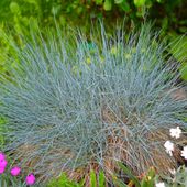 Kostrzewa sina 'Intense Blue' NIEBIESKA trawa (Festuca glauca) Doniczka 2L
