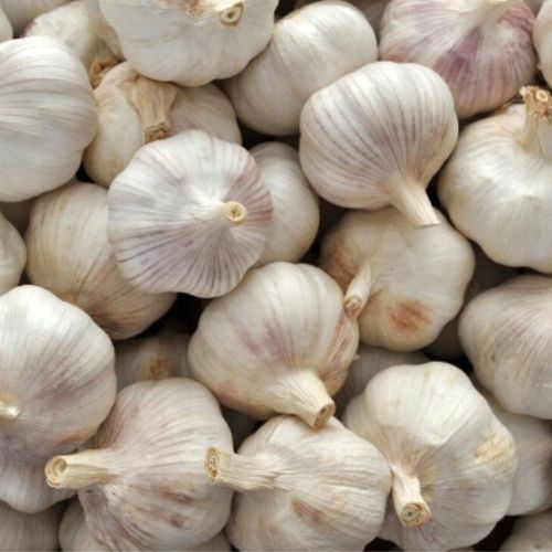 ZIMOWY ZESTAW DO SADZENIA 2x Dymka + Czosnek Harnaś 500g na Arena.pl