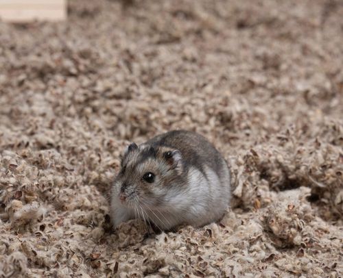 COMFY COTTON BEDDING PODŁOŻE BAWEŁNIANE 10L na Arena.pl