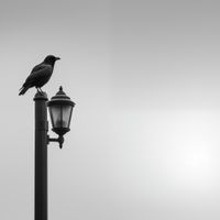 Plakat 40x40cm Samotny Postój Kruka