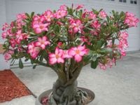 Róża Pustyni Adenium Picotee P10