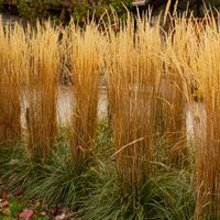 Trzcinnik ostrokwiatowy KARL FOERSTER Pionowy pokrój Sadzonki doniczka 1L