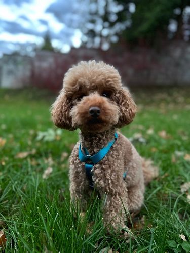 Lekkie Szelki dla Dużego Psa GUARD Bezuciskowe Regulowane Solidne Mocne r.L na Arena.pl