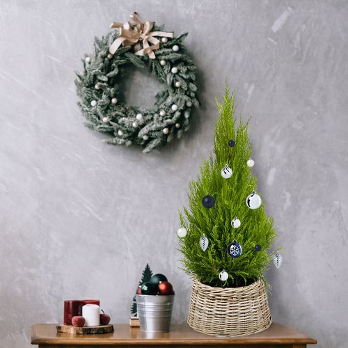 Cyprys Goldcrest Wilma 120 cm na Arena.pl