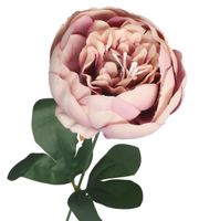 PIWONIA PEONIA GAŁĄZKA POJEDYNCZA DUŻA JAK ŻYWA