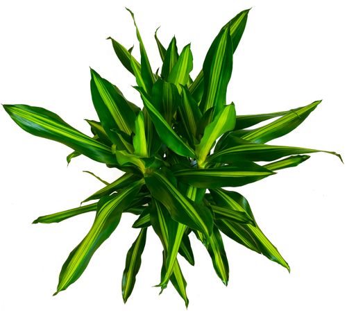 DRACENA CINTHO 70cm na Arena.pl