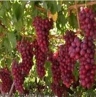 WINOGRON szczepiony ciemno różowy - sadzonki 5 / 10 cm