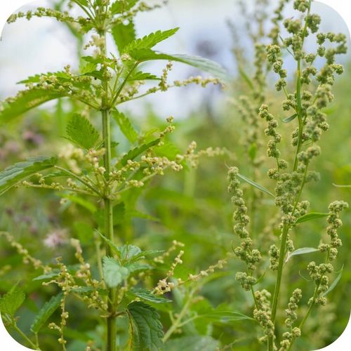 ROUNDUP DYNAMIC 1L OPRYSK NA CHWASTY RANDAP MOCNIEJSZA FORMUŁA na Arena.pl