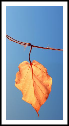 Plakat 50x100cm Ostatni Liść na Arena.pl