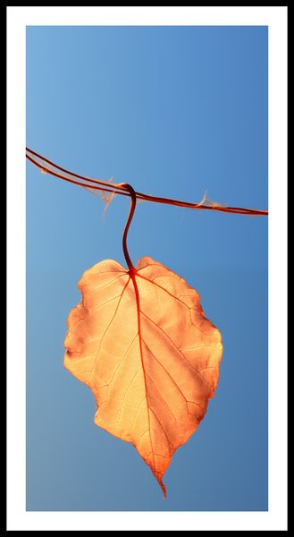 Plakat 50x100cm Ostatni Liść zdjęcie 3