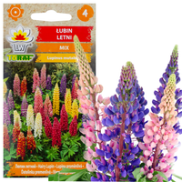 ŁUBIN LETNI 1G NASIONA MIESZANKA MIX KOLORÓW KWIATY ŁUBINU GĘSTY NA RABATY