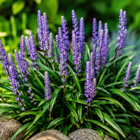 Liriope szafirkowata 'Big Blue' Fioletowe Kwiaty Zimozielona Doniczka 2.0L