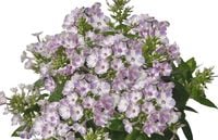 Floks wiechowaty Flame® Lilac Star miododajny