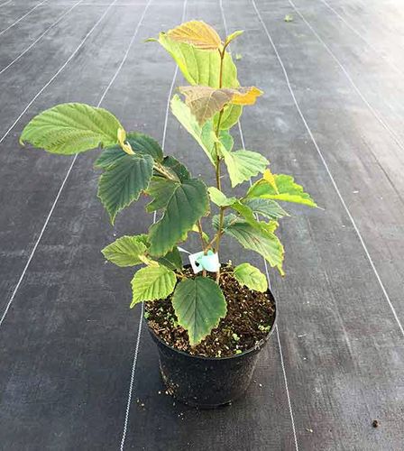 Oczar pośredni Rubin C2 na Arena.pl