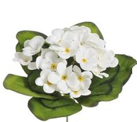 fiołek afrykański x 25 kwiatów BIAŁY 18cm  86CAN62108_01