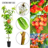 Czereśnia Honey Gold deserowa bardzo wczesna 180-220 cm