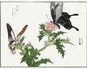 Plakat 50x40cm Motyle i Kwiaty Ilustracja Morimoto Toko Japoński Vintage