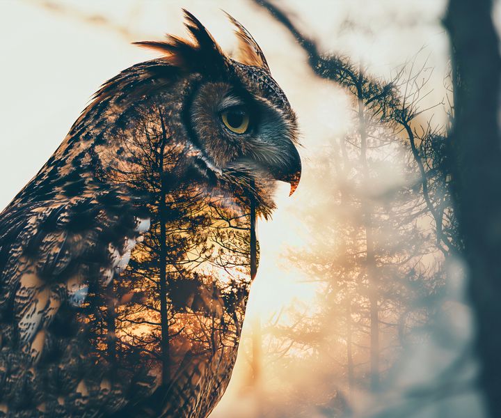 Plakat 60x50cm Sowi Duch zdjęcie 1