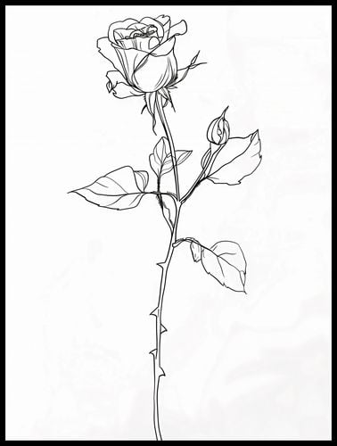 Plakat 60x80cm Kontur Róży na Arena.pl