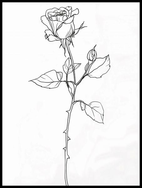 Plakat 60x80cm Kontur Róży zdjęcie 2