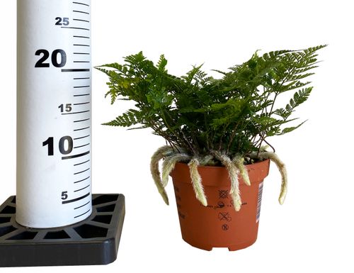 HUMATA TYERMANNII PAPROĆ 20 cm na Arena.pl
