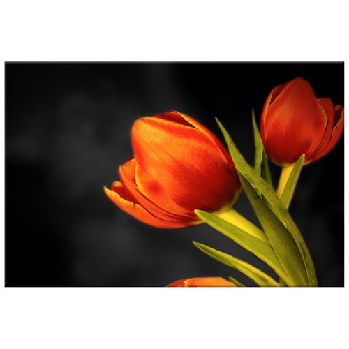 Obraz Tryptyk 120X80 Tulipany na Arena.pl