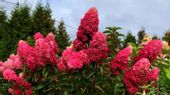 HORTENSJA BUKIETOWA FRAISE MELBA RÓŻOWO-CZERWONA