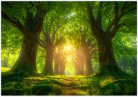 Fototapeta Na Flizelinie Do Sypialni Salonu Las 416x254