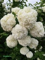 Kalina koralowa 'Roseum' (Viburnum) w C2, wysokość 50-70 cm