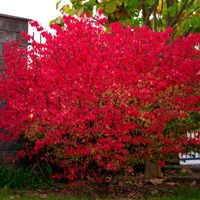 Trzmielina oskrzydlona 'Fireball' Czerwone Liście (Euonymus alatus) 2.0L