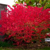 Trzmielina oskrzydlona 'Fireball' Czerwone Liście (Euonymus alatus) 2.0L