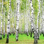 Brzoza brodawkowata (Betula) w  doniczkach C2, 70-100 cm