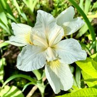 Irys syberyjski Biały 'White Swirl' W DONICZCE 2L (Iris sibirica) Kosaciec