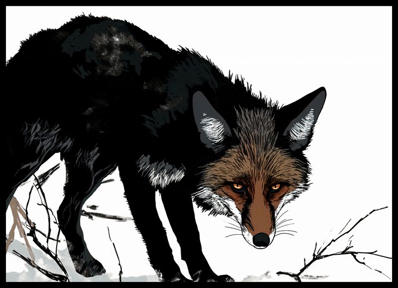 Plakat 70x50cm Nieufny Lis zdjęcie 2
