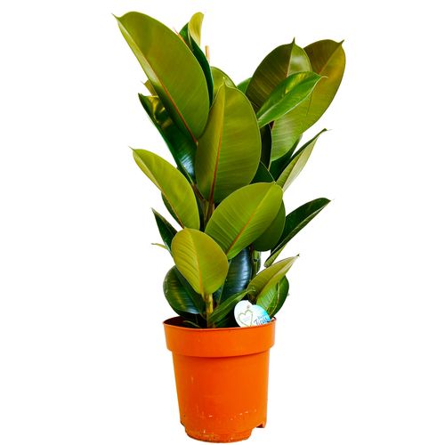 FIKUS ELASTIKA ROBUSTA 80 cm na Arena.pl