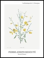 Plakat 60x80cm Design Broom Flower, Redoute Vintage do Salonu