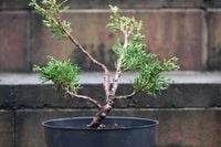 Jałowiec chiński Shimpaku - Juniperus chinensis 0061
