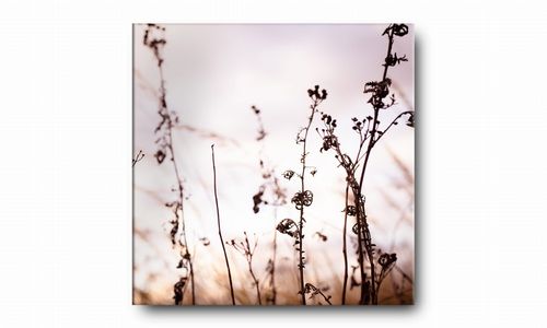 OBRAZ NA PŁÓTNIE 085 Polne kwiaty 50x50cm na Arena.pl